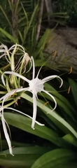 Hymenocallis caribaea