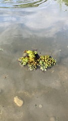 Salvinia cucullata