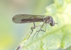 Ocydromiinae