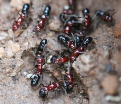 Lioponera picta