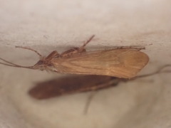 Limnephilus flavicornis