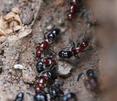 Lioponera picta