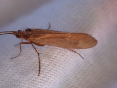 Limnephilus auricula