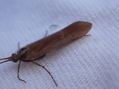 Limnephilus auricula