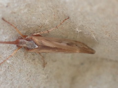 Limnephilus marmoratus