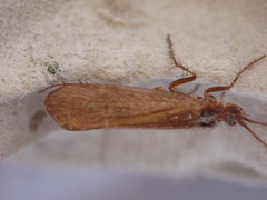 Limnephilus auricula
