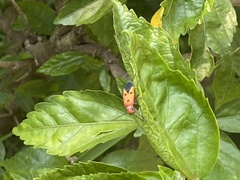 Dysdercus cingulatus