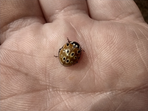 lienka veľká (Anatis ocellata)