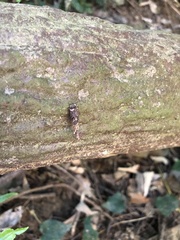 Insecta
