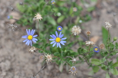 Felicia aethiopica