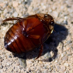Thermonectus intermedius