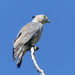 Australian Pacific Baza - Photo (c) JohnNewman, some rights reserved (CC BY-NC), uploaded by JohnNewman