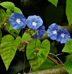 Jacquemontia paniculata