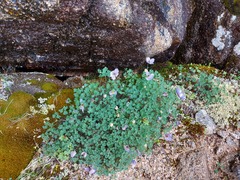 Paraquilegia microphylla