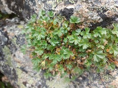Potentilla elegans
