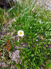 Dryas oxyodonta