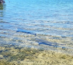 Negaprion brevirostris