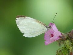 Elodina