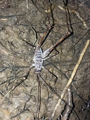 Pachyrhamma acanthocerum