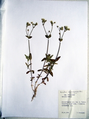 Cerastium furcatum