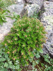 Rhodiola quadrifida