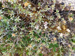 Rhododendron adamsii