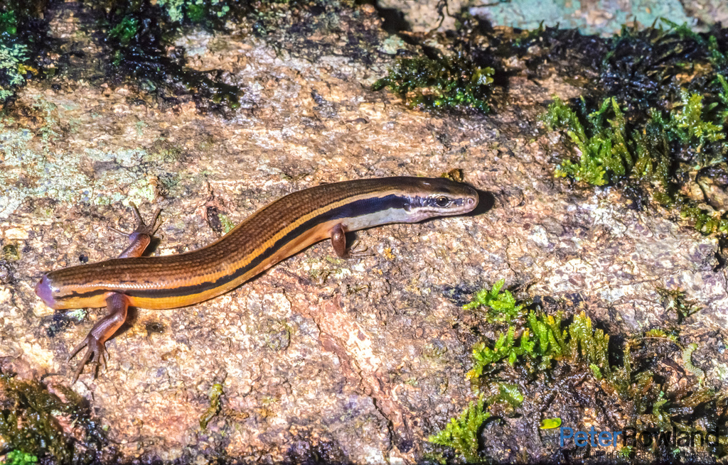 Orange-bellied Burrowing Skink (Simiscincus aurantiacus)