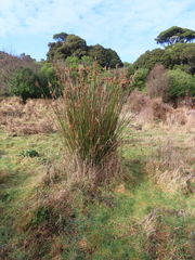 Juncus procerus