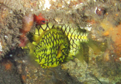 Cleidopus gloriamaris