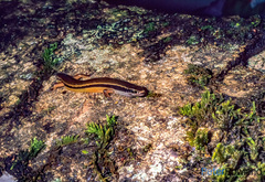 Simiscincus aurantiacus