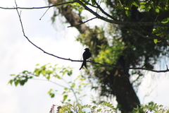 Dicrurus macrocercus