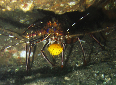 Panulirus longipes