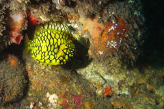 Cleidopus gloriamaris