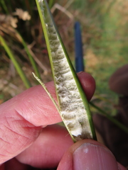 Juncus procerus