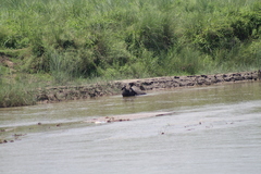 Rhinoceros unicornis