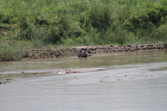 Rhinoceros unicornis