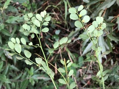 Phyllanthus similis
