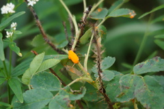 Phragmidium rosae-pimpinellifoliae
