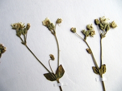 Cerastium furcatum