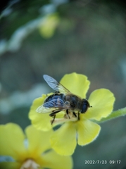 Eristalis tenax