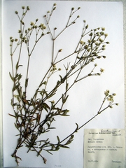 Cerastium furcatum