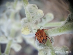 Carpocoris mediterraneus mediterraneus