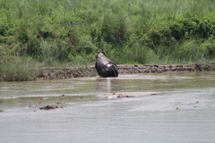 Rhinoceros unicornis