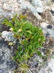 Oxygraphis glacialis