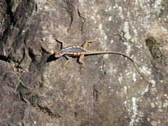 Tropidurus melanopleurus