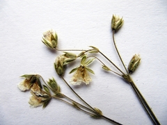 Cerastium furcatum
