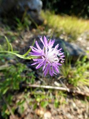 Centaurea deusta