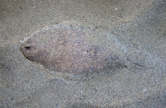 Arnoglossus laterna