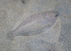 Arnoglossus laterna