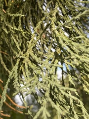 Sequoiadendron giganteum